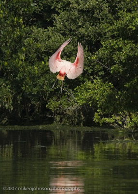 Spoonbill landing