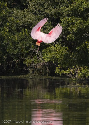 Spoonbill landing