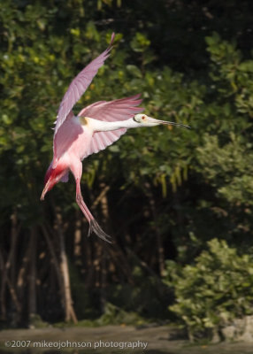 Spoonbill landing