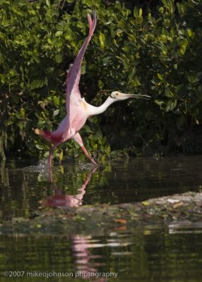 Spoonbill landing
