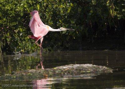 Spoonbill landing