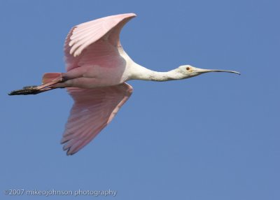 Spoonbill flight shot