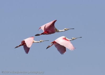 Spoonbills in flight
