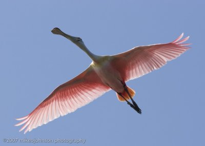 Spoonbill flight shot