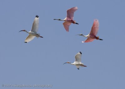 Spoonbills and Ibis in flight