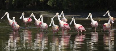 Lots of Spoonbills