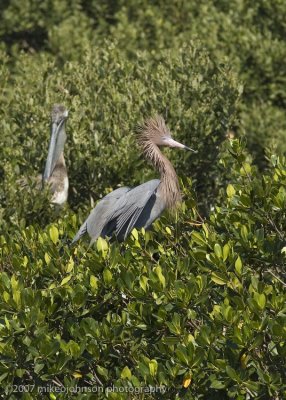 Reddish Egret in tree