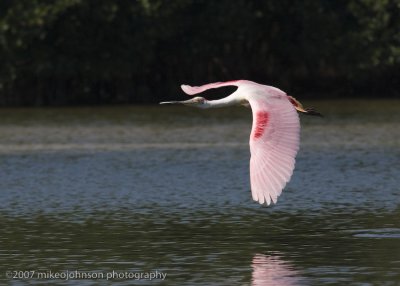 Spoonbill flight shot