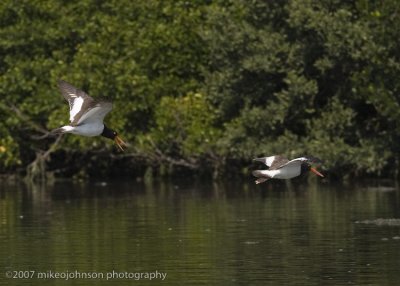 American Oyster Catchers in flight