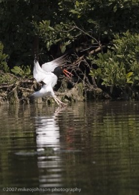 American Oyster Catcher
