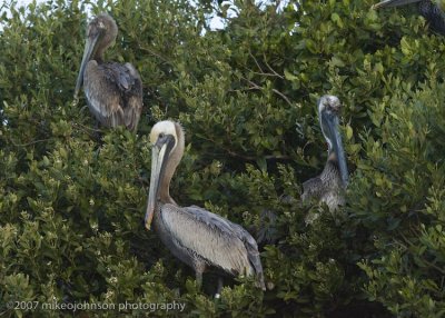 Brown Pelcan in tree group