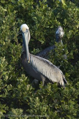 Brown Pelicans