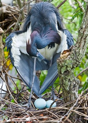 Tricolored Heron with Eggs
