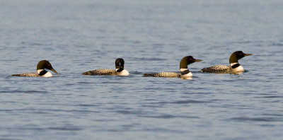 Group of loons
