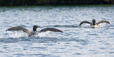 Loon chicken