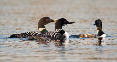 Loons gather