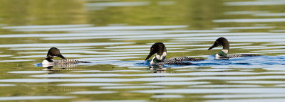 Loon grouping