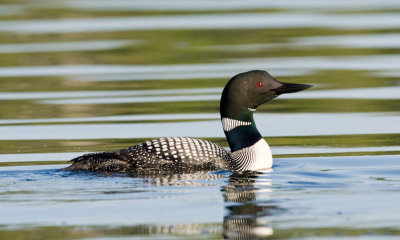 Loon in calm water