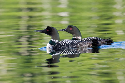 A pair of Loons