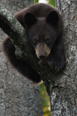 Black Bear cub in tree
