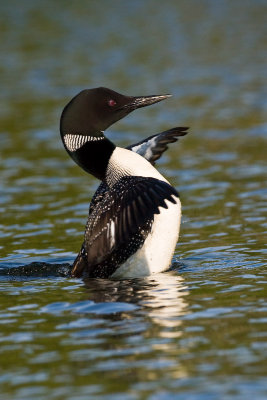 Loon standing