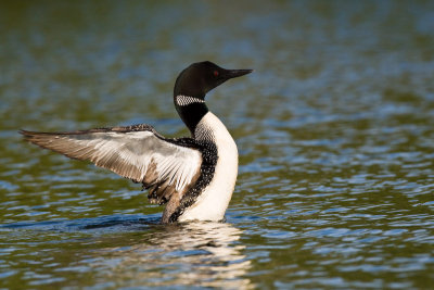 Loon flapping