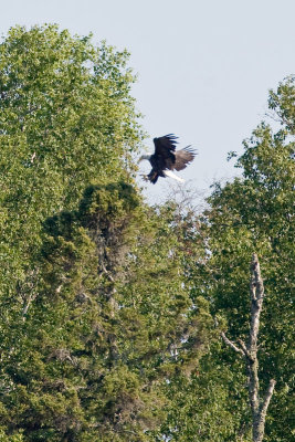 Bald Eagle landing in tree