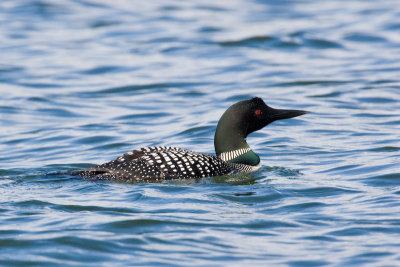 Loon swimming by