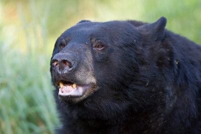 Black Bear teeth