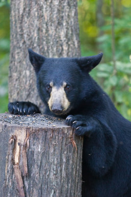 Back Bear at the breakfast table