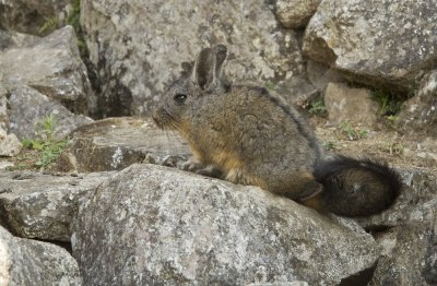 Machu Picchu, Peru