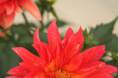 Dahlia