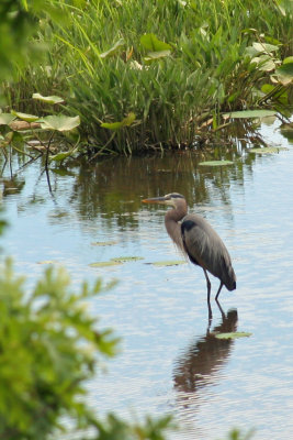 Chopawamsic Creek, Quantico MCB, Virginia