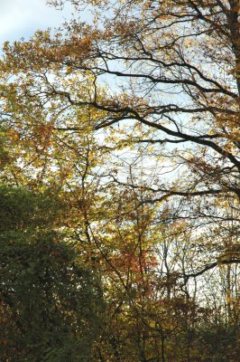 Autumn sun.jpg