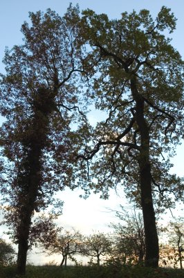 Ents.jpg