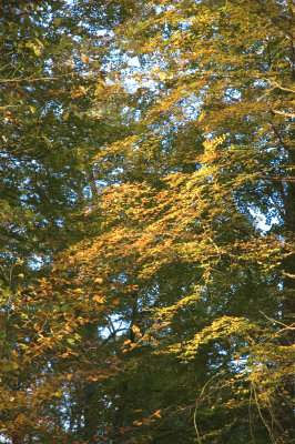 Glorious autumn.jpg
