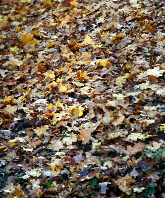 Leaves.jpg