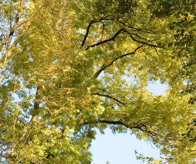 Shades of green.jpg