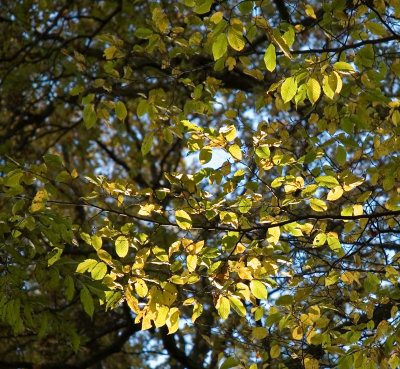 Sun on leaves.jpg