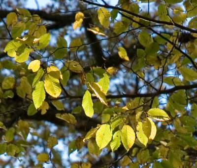 Sun on leaves_close-up.jpg