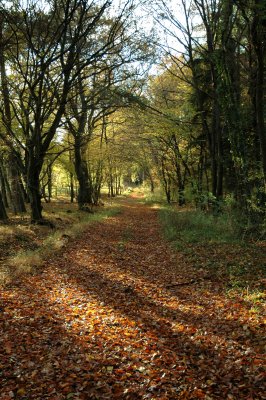 The way through the wood.jpg