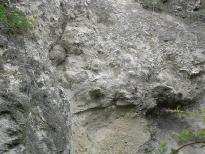 Ryhope cutting concretionary limestone.jpg