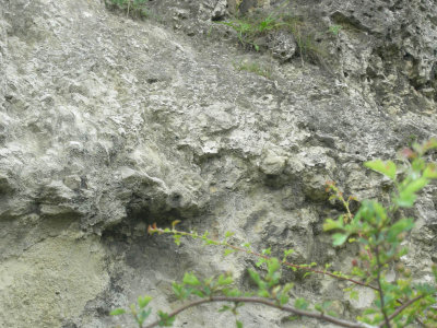 Ryhope cutting concretionary limestone2.jpg