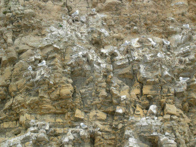 Marsden bay nesting birds.jpg