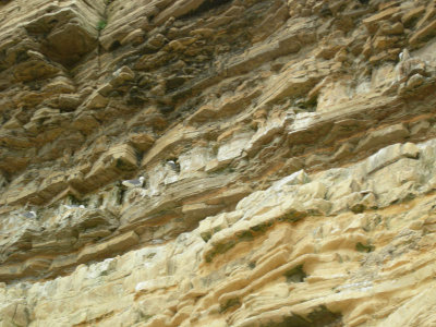 Marsden bay seagulls.jpg