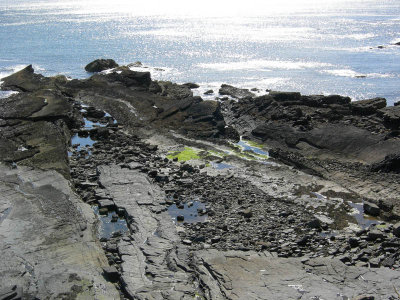 Howick bay dykes.jpg