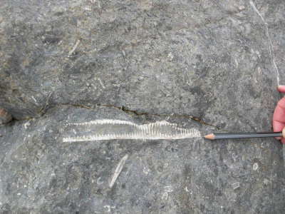 Scremerston large crinoid.jpg