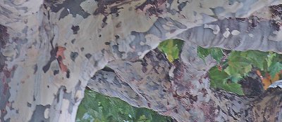 Plane trees Sallanches.jpg