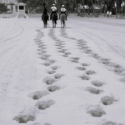 horse.jpg
