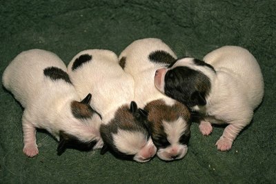 puppies.jpg